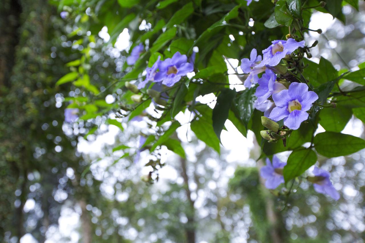 Madhumanthra Resort - Homestay Munnar Ngoại thất bức ảnh